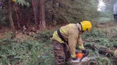 Из-за непогоды на Херсонщине деревья завалили 4 километра дороги