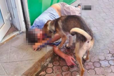 В Запорожье преданный пес защищал от чужих своего хозяина, который потерял сознание