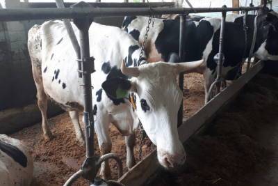 В Марий Эл работница племзавода получила травмы при загоне скота