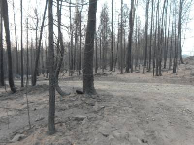 Волонтер Greenpeace — о лесных пожарах на Урале и том, почему их число будет расти каждый год