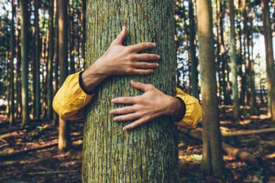 Жители Тверской области могут обнять дерево и оказаться в Финляндии