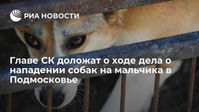 Главе СК доложат по делу о нападении собак на 7-летнего мальчика в Подмосковье
