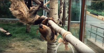 В Ленинградском зоопарке показали, как проводят пятницу ленивцы