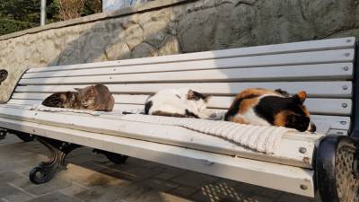 Основатель «Музея кошки» назвала причину появления бездомных животных в Петербурге