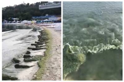 "Зеленый борщ" вместо моря и невыносимая вонь: печальное видео с одесского пляжа