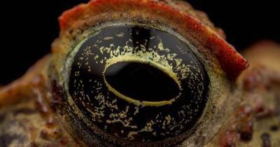 Поедающие сородичей. Австралийская жаба-ага становится все более безжалостным каннибалом