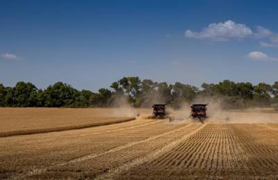 Урожай ранних зерновых на Днепропетровщине — один из лучших за последние годы