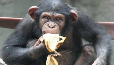 Бельгийский зоопарк запретил женщине навещать шимпанзе, с которым у нее «роман»