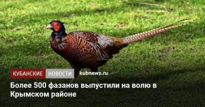 Более 500 фазанов выпустили на волю в Крымском районе