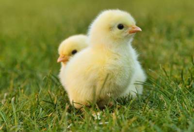 Птицефабрики Ленобласти показали рост производства яиц