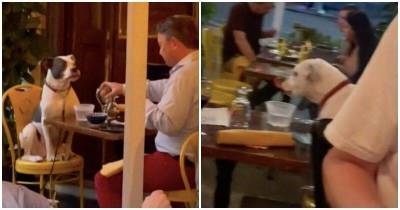 Хозяин привел собаку на свидание в ресторан, чем покорил пользователей соцсетей