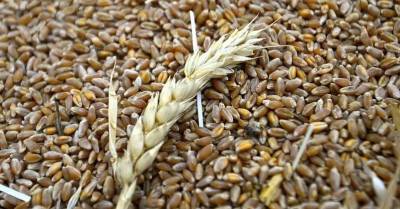 Беларусь ввела запрет на вывоз зерна