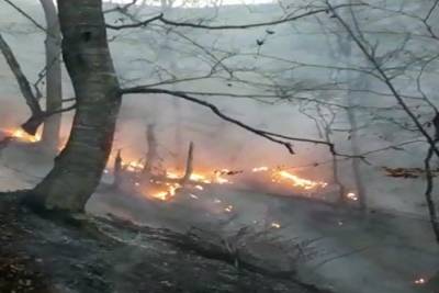 Ветер затрудняет тушение пожара в Гызылагаджском заповеднике - МЧС