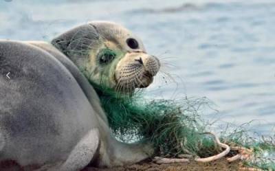 Волонтеры на Сахалине спасают морских котиков от смертоносного пластика