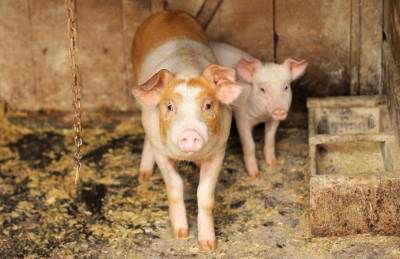 Производители свинины прогнозируют укрепление цен