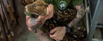 В зоопарке Калининграда умерла 28-летняя самка сетчатого питона Жужа