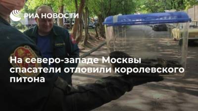 На северо-западе Москвы в районе Щукино спасатели отловили королевского питона