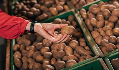 Торговые сети в сентябре наводнит мелкий дешевый картофель