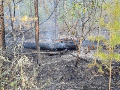 В регионе за сезон сгорело более 300 гектаров леса