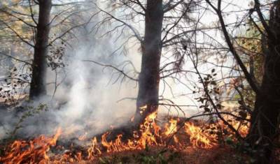 Ущерб от лесных пожаров в Свердловской области оценили в 52 млн рублей
