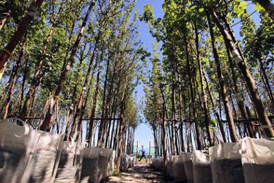 В Саратовском парке посадят сотни новых кустов и деревьев