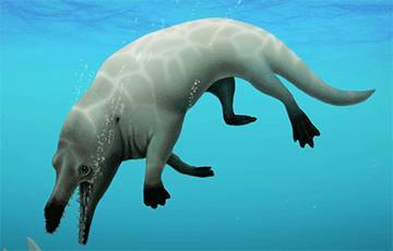 Ученые нашли в Египте новый вид четырехлапого кита