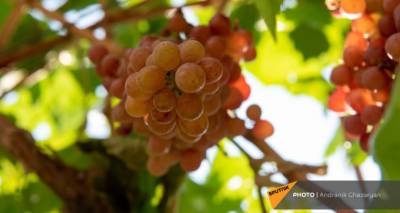 Как органическим фруктам из Армении попасть в Россию - поясняет министр агропрома ЕЭК