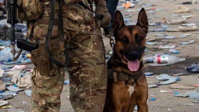 Власти Великобритании одобрили эвакуацию 200 собак и кошек из Кабула