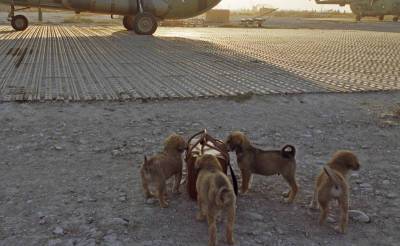 Британские власти согласились эвакуировать из Кабула 200 собак и кошек