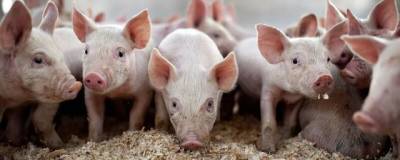 Таиландская компания CP Foods приобретет производителя свинины «АПК Дон» за 22 млрд рублей - runews24.ru - Россия - Белгород - Таиланд - Острогожск