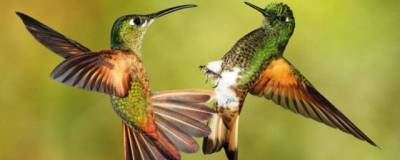 Current Biology: самки колибри маскируются под самцов, чтобы избежать домогательств