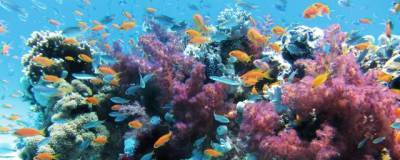 В 2100 году 95% поверхности океанов станут менее пригодными для жизни живых существ