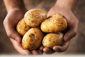 В России может закончиться картофель: сетевые магазины скоро опустеют