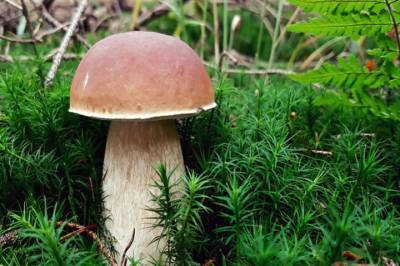 Микологи рассказали о появлении редких грибов в Подмосковье
