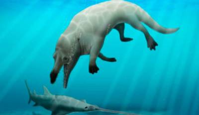 В Египте найдены древние четырехлапые киты