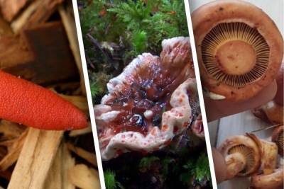 Розовые, кровоточащие, устричные: какие необычные грибы нашли за лето жители Новосибирска