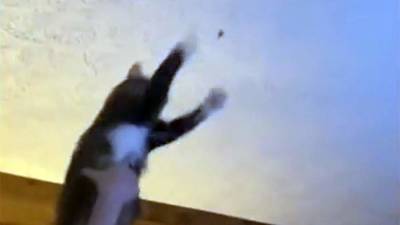 Кот на лету поймал муху и набрал 8 млн просмотров в TikTok