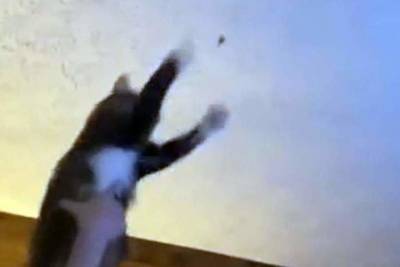 Кот поймал муху и набрал 8 млн просмотров в TikTok