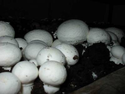 В Крыму нашли гигантские грибы размером с футбольный мяч