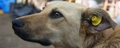 В Новосибирске хотят усыпить собак, охранявших базу в Кировском районе