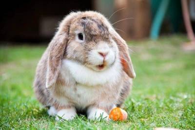 Убираем клетку своего кролика: полезные советы - skuke.net