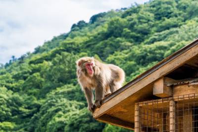 Власти Токио предупредили жителей об агрессивной обезьяне