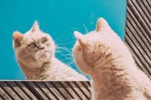 Ученые выяснили, почему кошки "сходят с ума" после туалета
