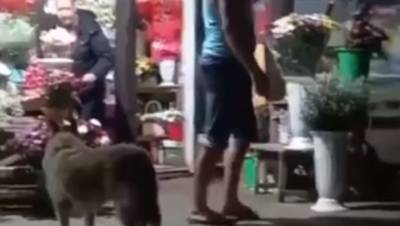 Ростовчане потребовали наказать мужчину за избиение собаки на цветочном рынке