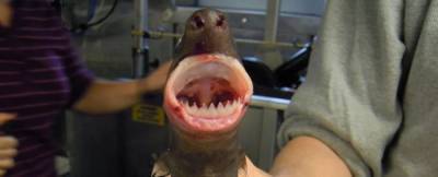 У неуловимой зубатой акулы оказалась очень странная диета