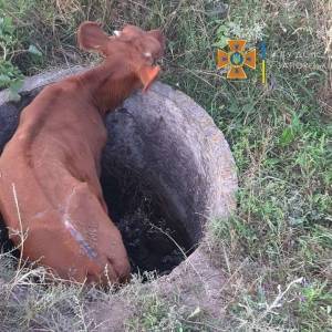 В Мелитопольском районе спасли теленка, упавшего в заброшенный колодец. Фото