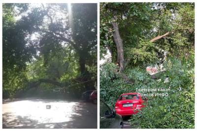 Обвалилось гигантское дерево и перекрыло дорогу в центре Одессы: видео с места ЧП