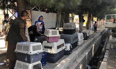 Власти Великобритании эвакуируют из Кабула 140 собак и 60 кошек