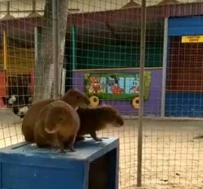 В Липецком зоопарке у пары оливковых агути родились два малыша (видео)
