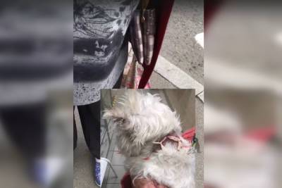 Бойцовский пес покусал маленькую собачку и ее хозяйку в Петербурге